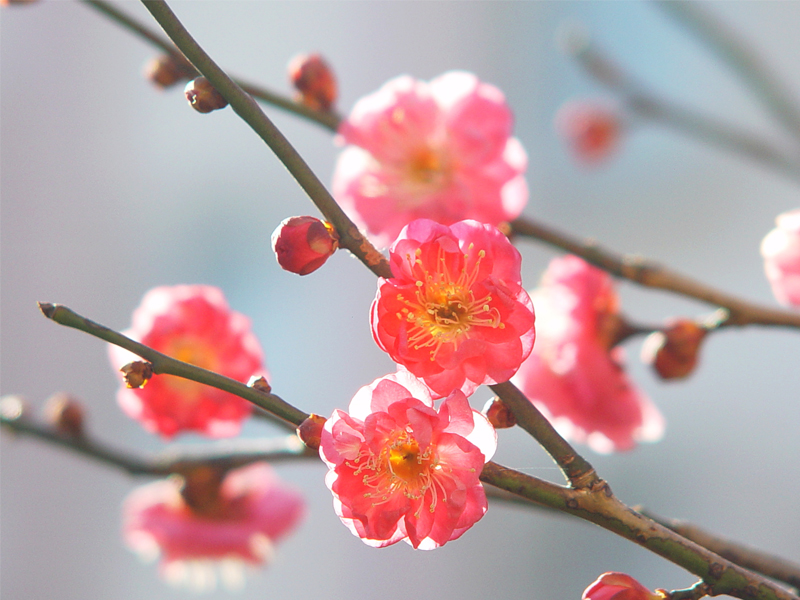 梅の花