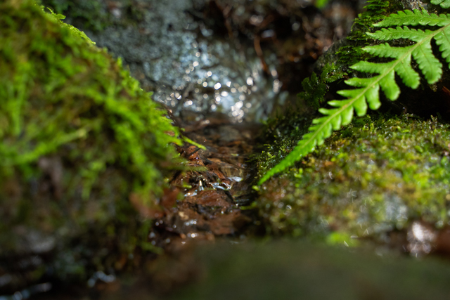 箱根の大自然に育まれた名水「箱根百年水」を使用