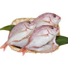 夏限定 花鯛 3枚 籠入