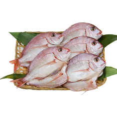 夏限定 花鯛 5枚 折入