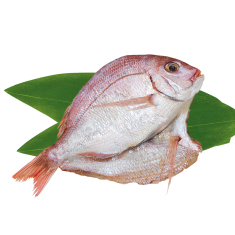 夏限定 花鯛 1枚
